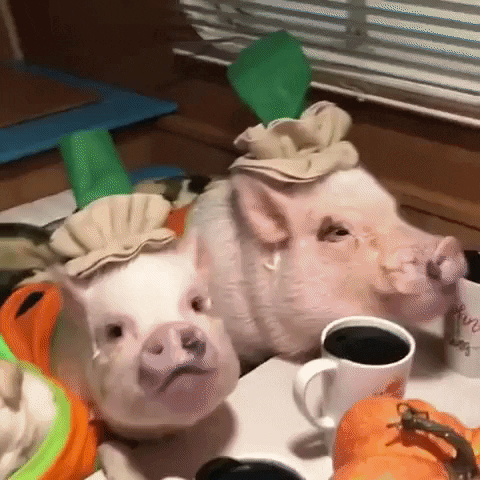 Halloween Pig GIF by Storyful