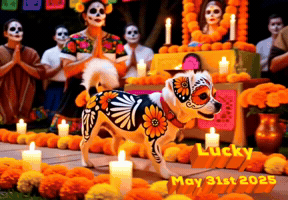 Lucky GIF