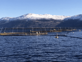 Aquaphoenixeu GIF
