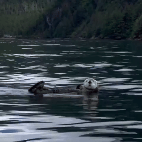Otter Swimming GIF by Respective
