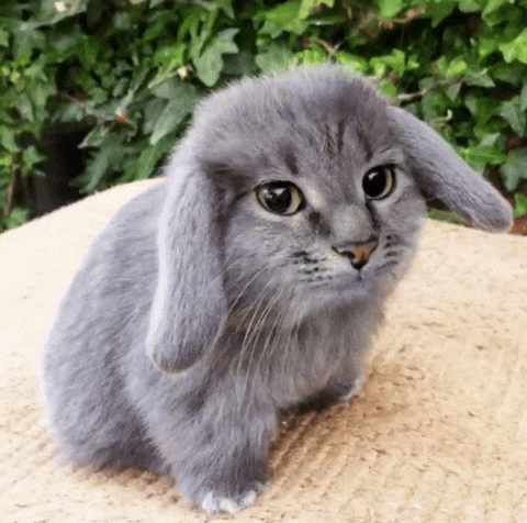 Cat Bunny GIF