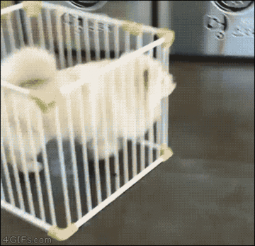 Convict Escaping GIF - Find & Share on GIPHY