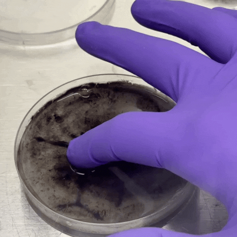 Mushroom GIF