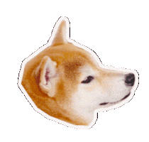 Dog Look Sticker