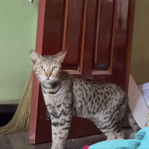 Cat Starring GIF