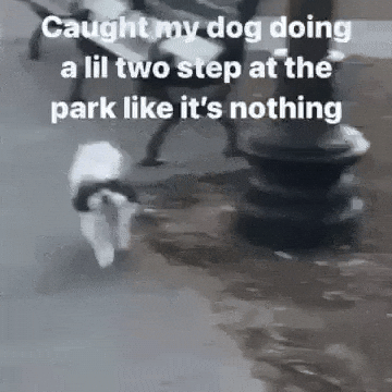 Dog Twitter GIF
