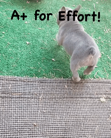 A For Effort GIF