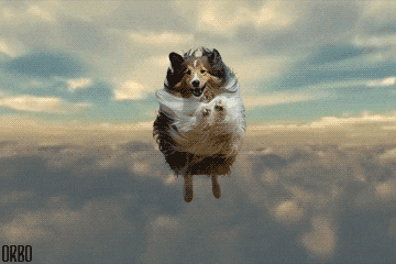 Flying Dog GIF - Find & Share on GIPHY