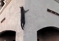 mission impossible 5 cat GIF