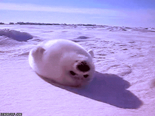 Knipperende babydieren GIF