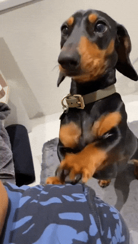 Dog GIF