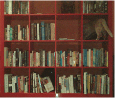 cat books GIF