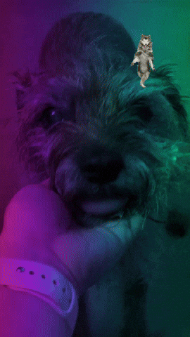 Dog GIF