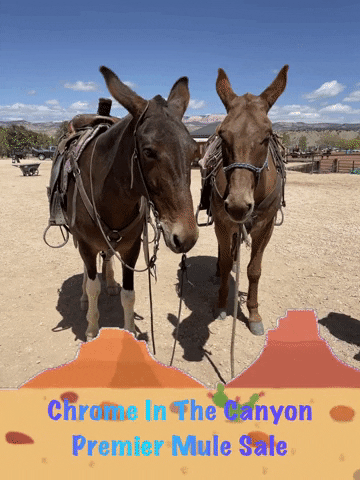 Mule GIF by MM Auction Services, LLC