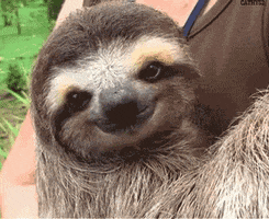 sloths hello GIF