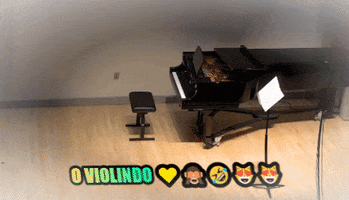 Violindo GIF