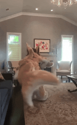 Furry GIF