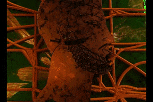200.gif?cid=fc005b08484f6bcbc1b8c04fd139d59cf551ab2d7c213859&rid=200.gif&ct=g