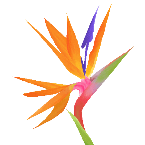 Bird Of Paradise Art Sticker