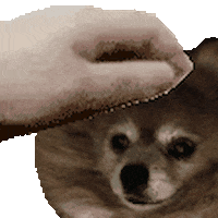 Dog Pet GIF