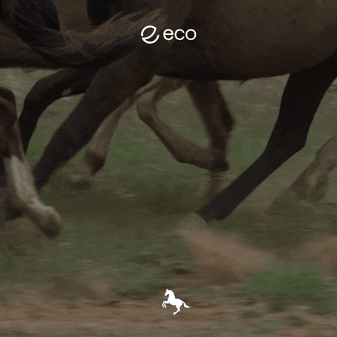Uts GIF by Eco