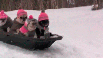 Sledding Too Cute GIF - Find & Share on GIPHY