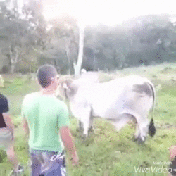cow vaca GIF