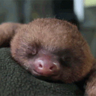 Wildlife gif. Sleeping sloth perched over a blanket yawns wide, opens eyes, then sticks out his tongue.