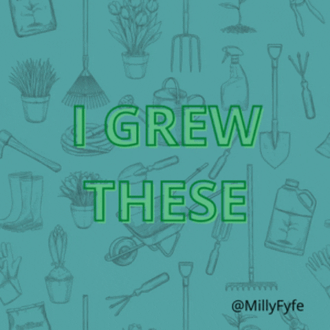 Grow Your Own Flowers GIF by Milly Fyfe
