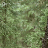 Jumping Pbs Nature GIF by Nature on PBS