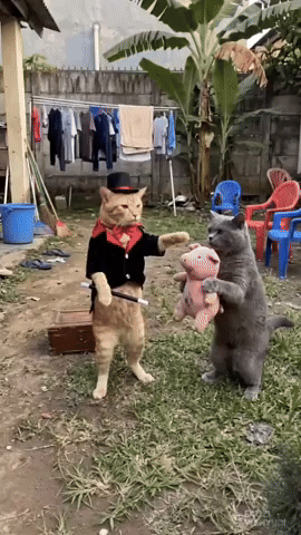 Cats GIF