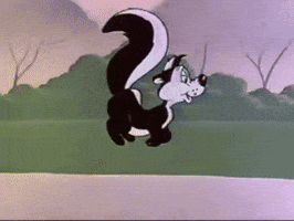 Skunk GIFs - Find & Share on GIPHY