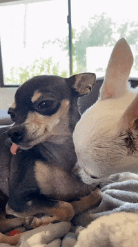 Dog-love GIFs - Get the best GIF on GIPHY