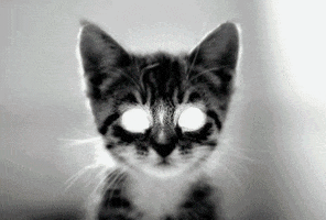 white eyes cat GIF