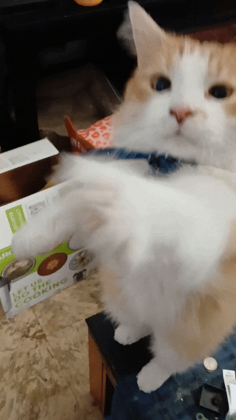 Cat GIF