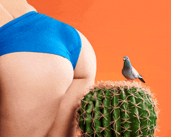 linneabullion bird booty butt cactus GIF