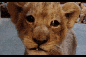 taetaeislove  GIF