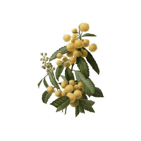 Vegan Sticker by Wyld Stuttgart