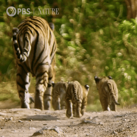 Explore Pbs Nature GIF by Nature on PBS