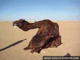camel humping GIF