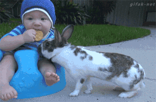 Bunny And Baby GIF