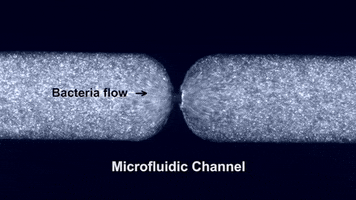 bacteria GIF by MIT 