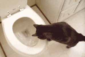 cat toilet GIF