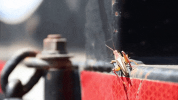 Cricket Wildlife GIF by JC Property Professionals
