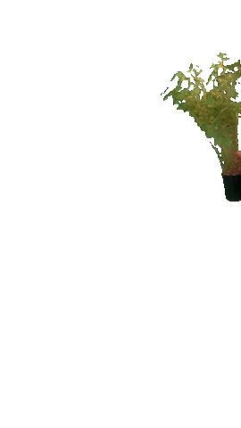 Plant Tuin Sticker by Broos Groenvoorziening