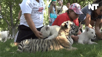 endangered species news GIF by NowThis 