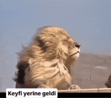 King GIF