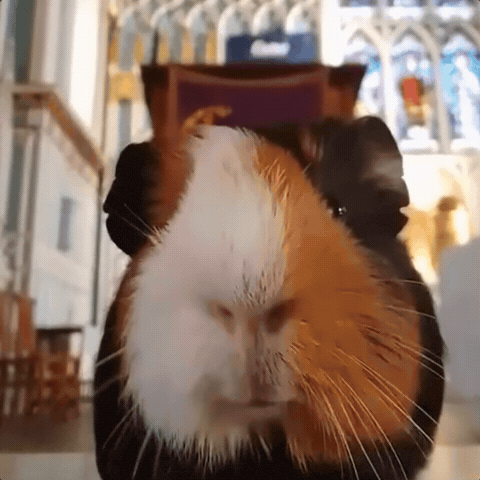 Guinea Pig Church GIF
