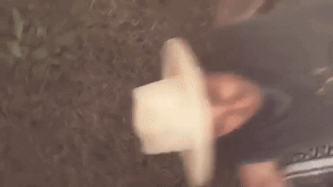 Happy Magic Mushrooms GIF by SUR - Find & Share on GIPHY