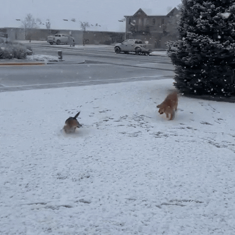Dog Snow GIF by Storyful